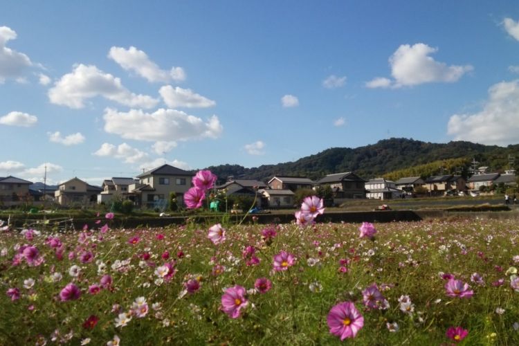 Cosmos Season di Kinryu Park (Hikomi Moneru/CC By SA 3.0)