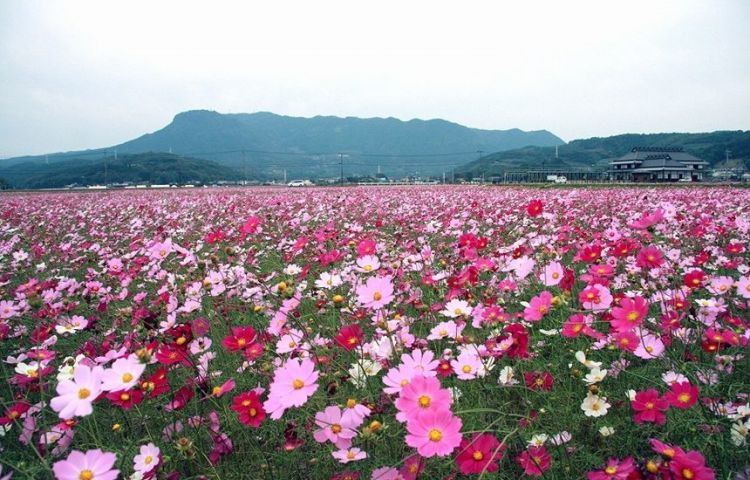 Cosmos Season di Sanko Cosmos Garden