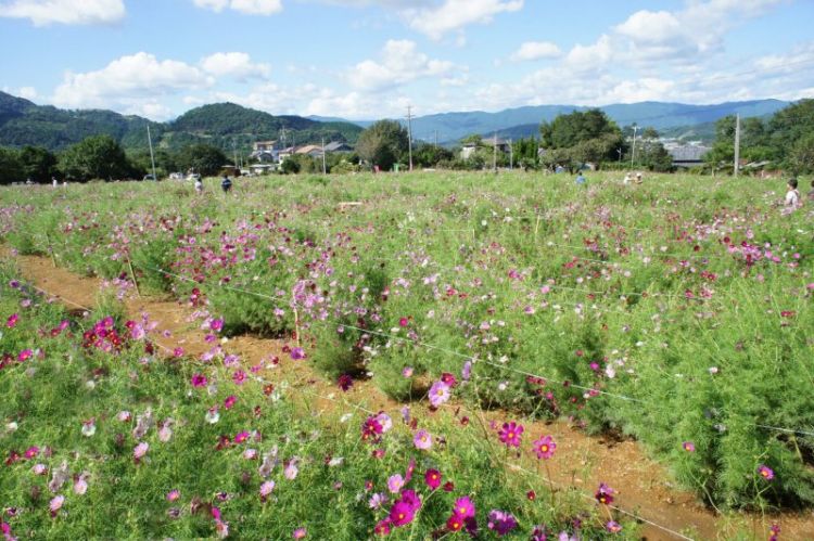 Cosmos Alley in Shinshiro, Aichi 2024