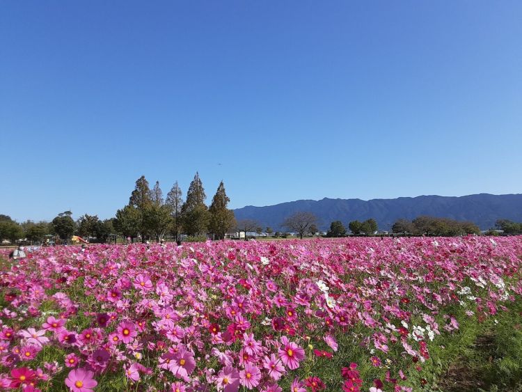 Kurume City Cosmos Festival 2024 (Fukuoka Now)