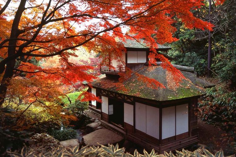 Dedaunan momiji di Taman Sankeien berubah warna menjadi merah tua