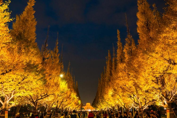 Iluminasi pada malam hari dalam Jingu Gaien Ginkgo Festival