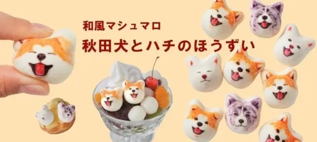 Marshmallow Akita Inu.