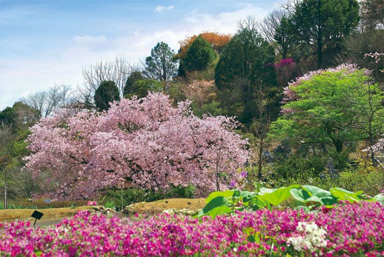 Makino Botanical Garden