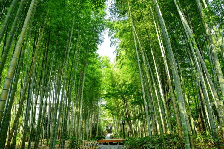 Hutan Bambu Shuzenji yang terkenal