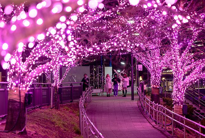 Meguro River Illuminations 2024