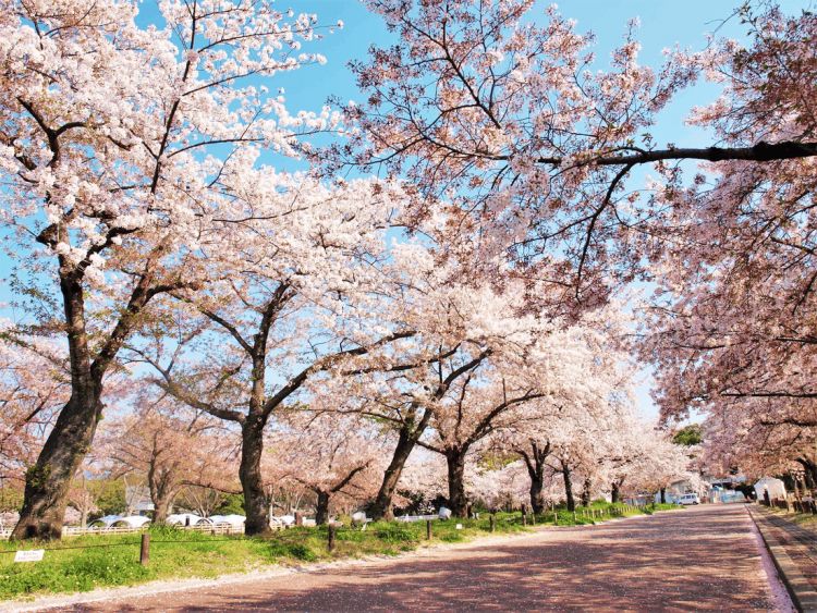 Bunga sakura yang bermekaran di Expo'70 Commemorative Park (Osaka Info)