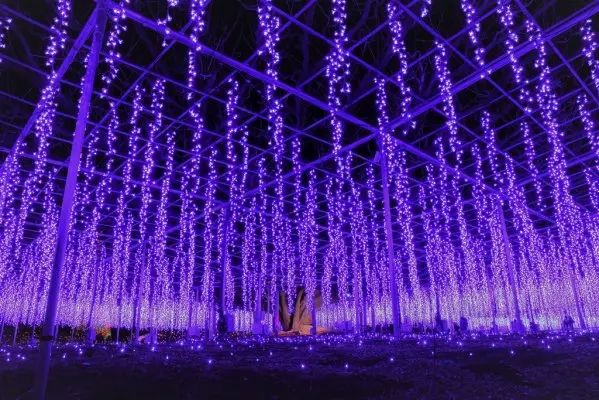 Ashikaga Flower Park Illumination (Visit Tochigi)