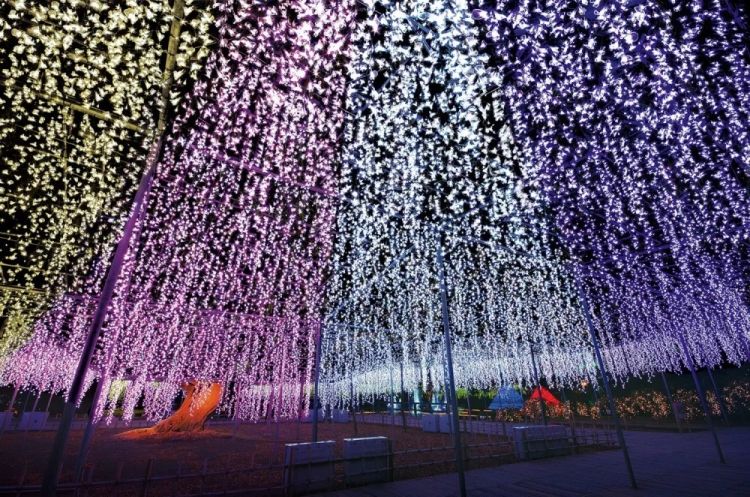 Iluminasi yang menggambarkan Bunga Wisteria