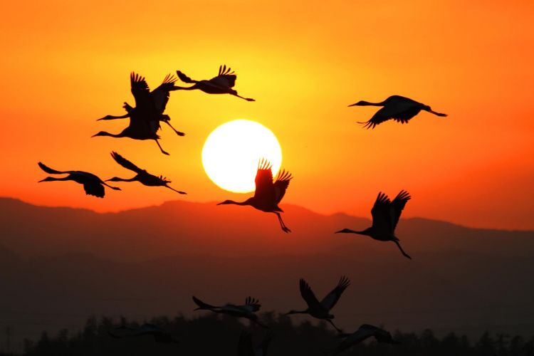 Burung-burung bangau yang sedang bermigrasi