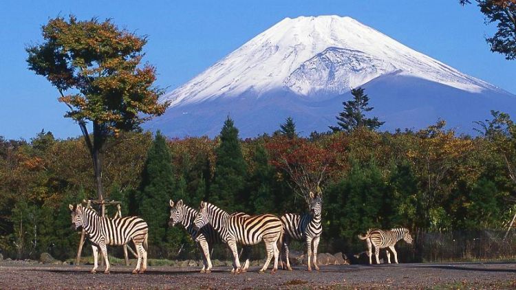 Kebun binatang di Jepang untuk liburan keluarga