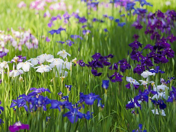 Bunga iris di Taman Meiji Jingu