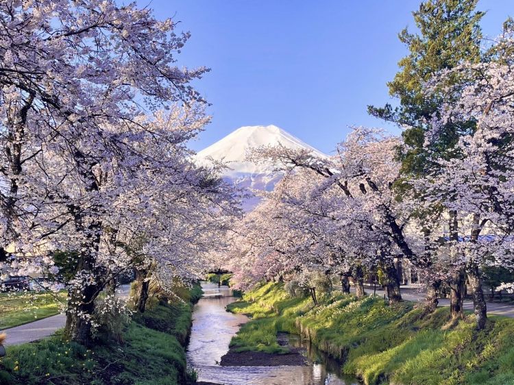 Pemandangan Gunung Fuji di Oshino Hakkai di musim semi