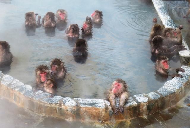 Monyet-monyet berendam di Kebun Raya Tropis