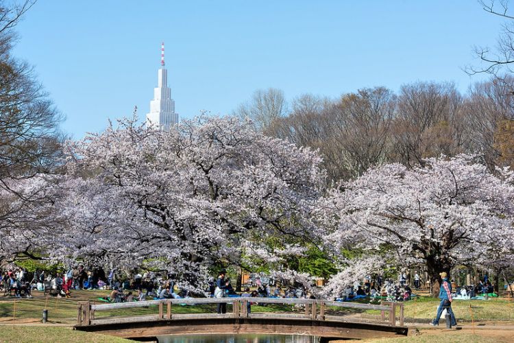 Bunga Sakura di Yoyogi Park