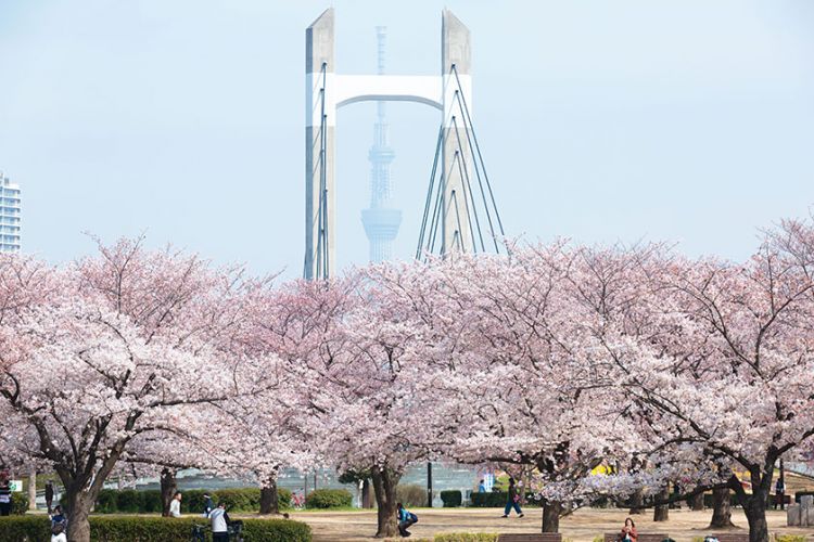 Kiba Park (tokyo-park.or.jp)