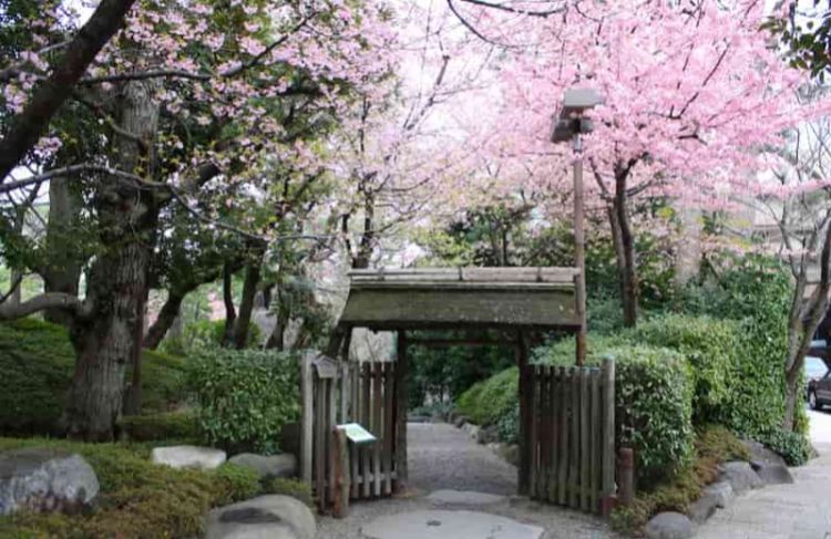 Kawazu Sakura di Happoen Garden (Zekkei Japan)