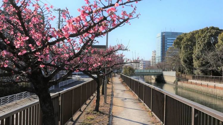 Bunga Sakura di Kyunaka River (X/@city_koto)