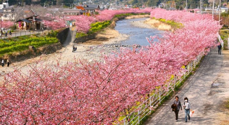 Bunga Sakura Kawazu yang mekar di sepanjang sungai (kawazuzakura.net)