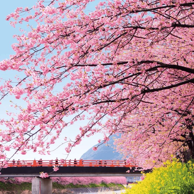 Bunga sakura di Kota Kawazu (kawazuzakura.net)