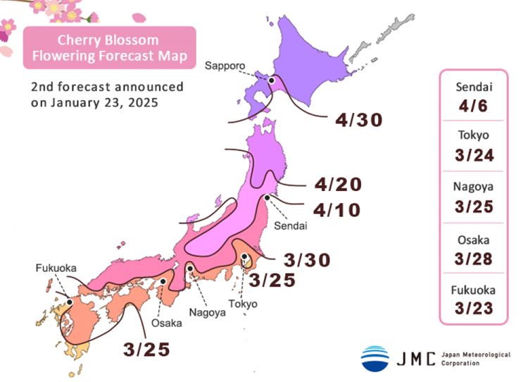 Prakiraan tanggal bunga sakura mekar di Jepang tahun 2025