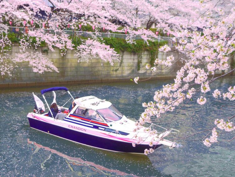 Melihat sakura di Tokyo naik Chandon Cruise