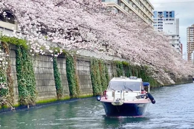 Melihat sakura di Tokyo naik Chandon Cruise