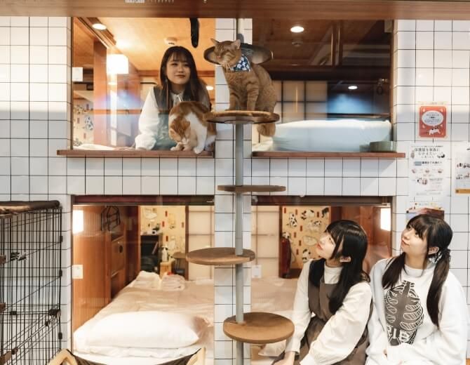 Neco Republic Cat Spa & Cat Ryokan