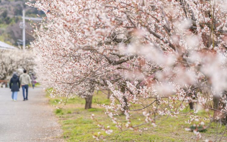 Odawara Plum Blossom Festival, Prefektur Kanagawa