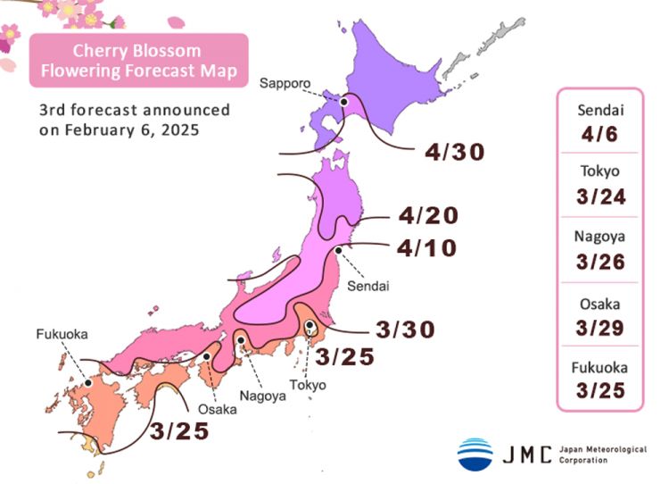 Prakiraan tanggal bunga sakura mekar di Jepang tahun 2025 (JMC)