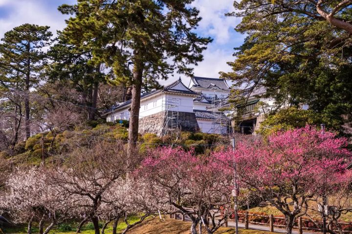 Odawara Plum Blossom Festival, Prefektur Kanagawa