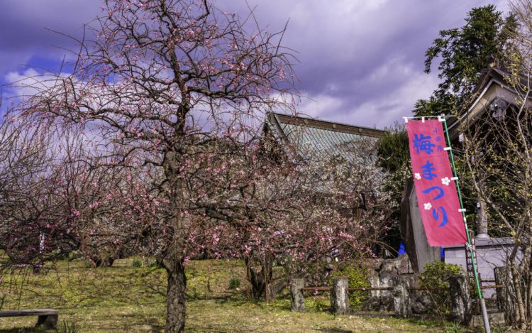 Odawara Plum Blossom Festival, Prefektur Kanagawa