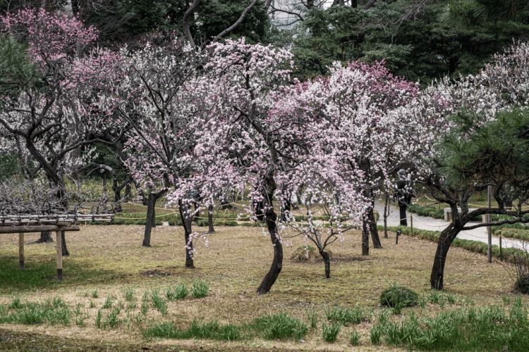 bunga plum di Koishikawa Korakuen