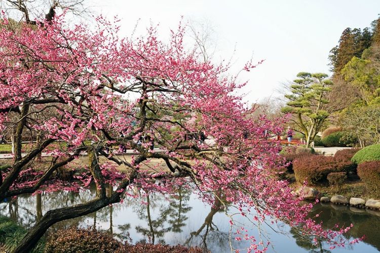 Pohon plum di dekat sebuah kolam di Hanegi Park