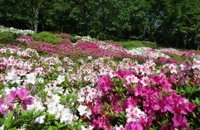 Bunga azalea di Azumayama Park (JNTO)