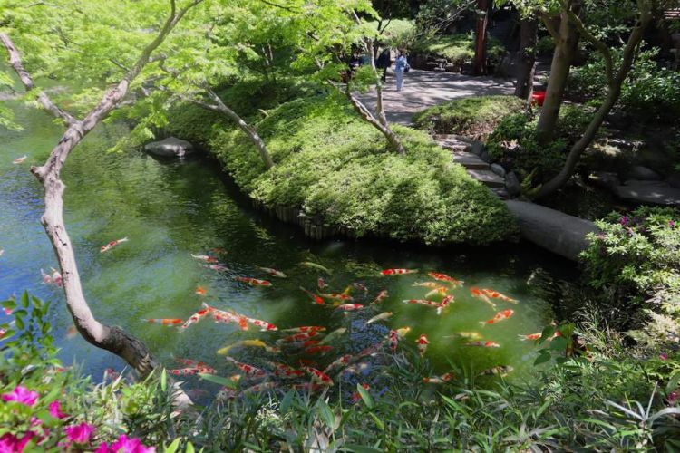 Kolam ikan koi menjadi salah satu spot ikonik Happo-en Garden