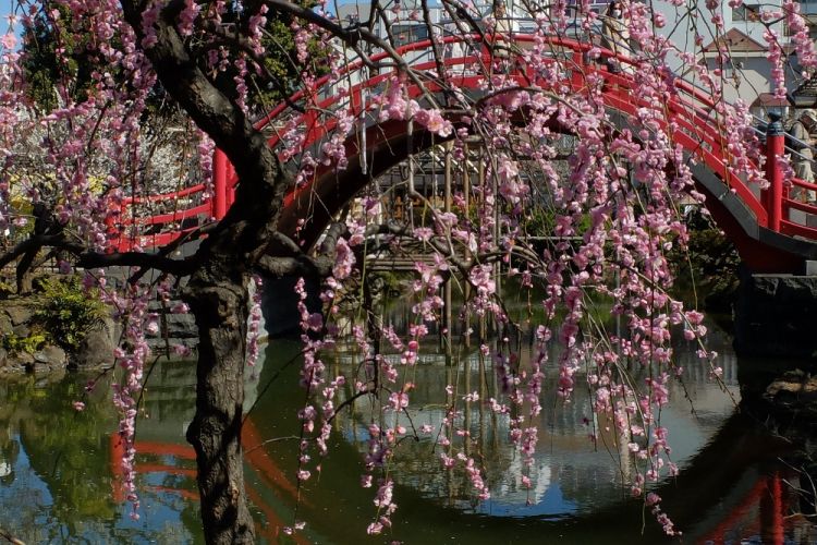 Bunga-bunga plum mekar sempurnna di Kameido Tenjin