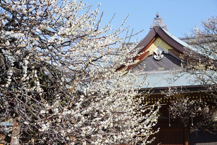 Bunkyo Plum Festival