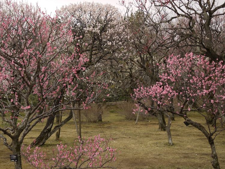 5 Festival bunga plum di Tokyo yang wajib dikunjungi minggu ini