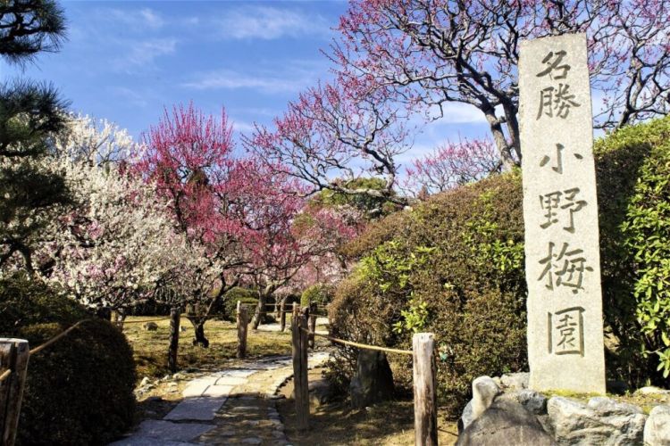 Bunga-bunga plum mekar sempurna di Zuishin-in (Leaf Kyoto)