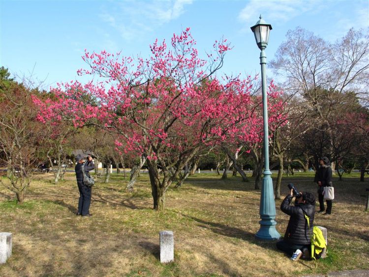 Imperial Palace Park yang dipenuhi pohon plum (Deep Kyoto)