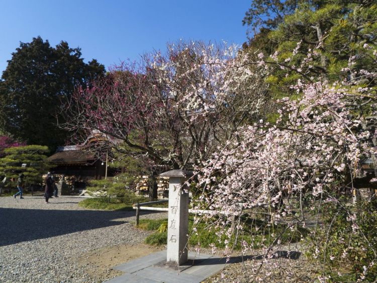 Bunga plum mekar sempurna di sebelah aula penyembahan (nippon.com)