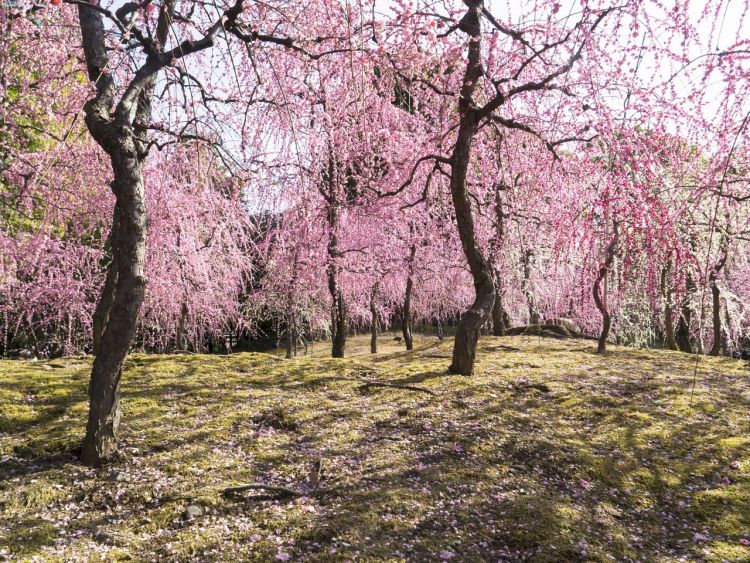 Pohon plum Shidare Ume di Jōnangū (nippon.com)