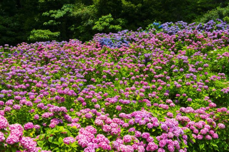 Sekitar 50.000 bunga hydrangea bermekaran di akhir musim semi (Zekkei Japan)