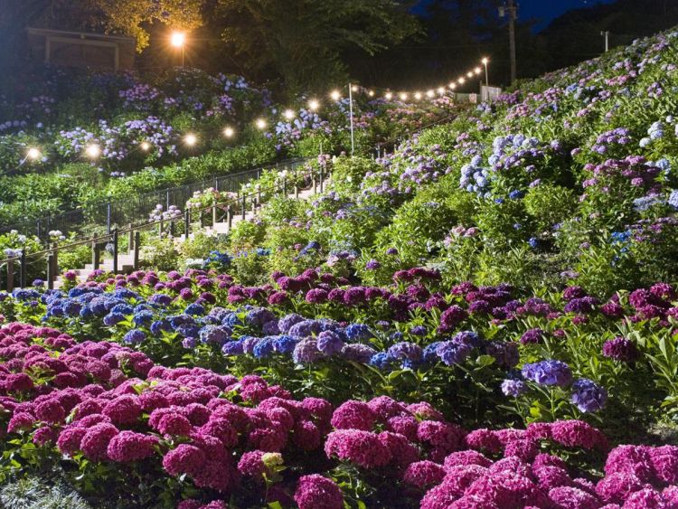 Festival Iluminasi Katahara Onsen (Aichi Now)