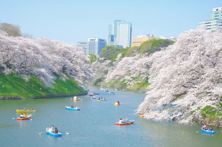 Chiyoda Sakura Festival.