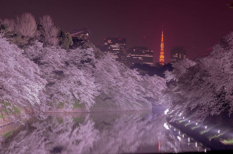 Chiyoda Sakura Festival.