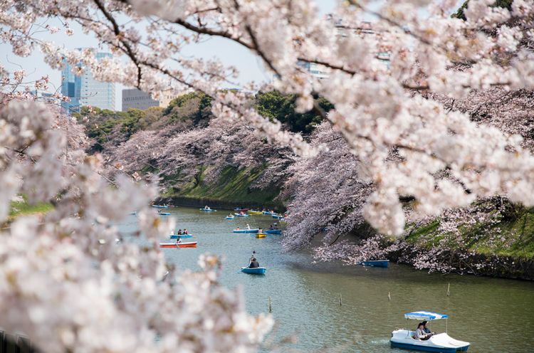 Chiyoda Sakura Festival.