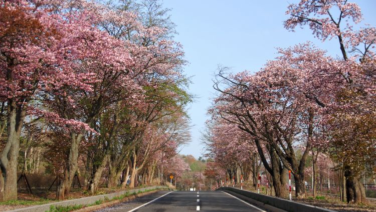 Spot Terbaik Melihat Sakura di Hokkaido.