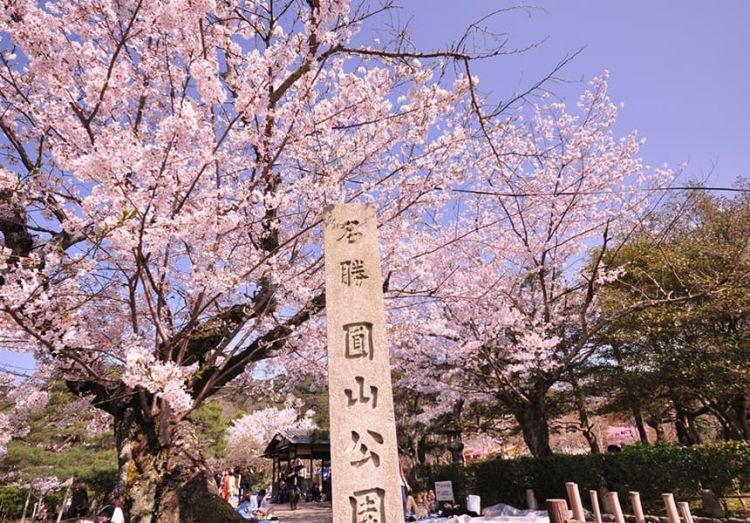 Spot Terbaik Melihat Sakura di Hokkaido.